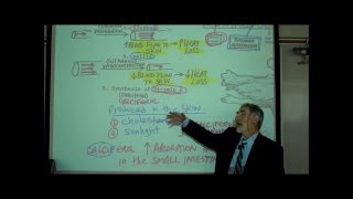 ANATOMY THE INTEGUMENT Part 1 by Professor Fink [upl. by Wright55]