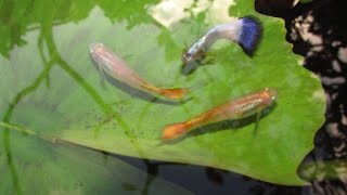 Cross Breeding Guppies Neon Blue x Sunset Micariff Strains [upl. by Elmore651]