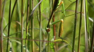 Praying Mantids Thickheaded Flies Locust Borers amp Other Insects in Late Summer [upl. by Anifesoj]