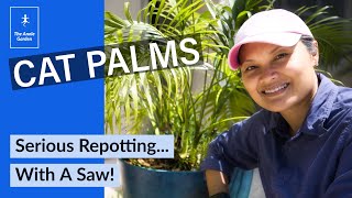 Repotting And Separating A Cat Palm [upl. by Arbmik]