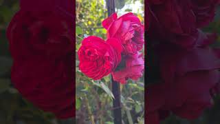 Rose vlog 10312924 David Austin Jubilee celebration rose and Red Eden rose [upl. by Ynehpets179]