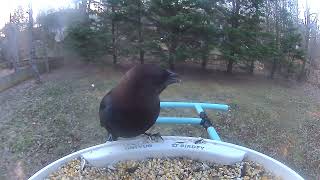 BrownHeaded Cowbird at the birdfeeder [upl. by Bower]