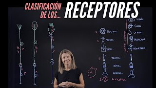 Tipos de receptores sensitivos según su modalidad localización y estructura [upl. by Garber198]