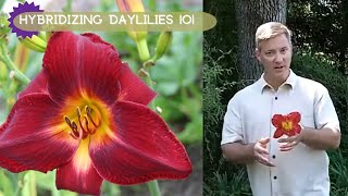 How To Hybridizing Daylilies  Oakes Daylilies [upl. by Ellynn]