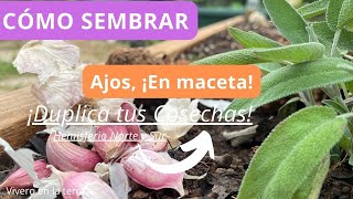 Como sembrar en macetas grandes tus plantas pequeñas  Agenda verde [upl. by Lenra]