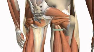 Muscles of the Thigh and Gluteal Region  Part 1  Anatomy Tutorial [upl. by Eillen]