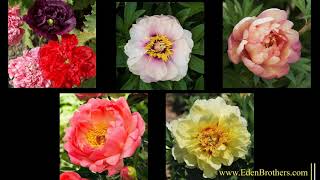 How to Grow Peonies [upl. by Ettenahs59]