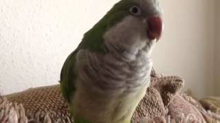 Quaker parrot doing EPIC SOUNDS [upl. by Sivrahc506]