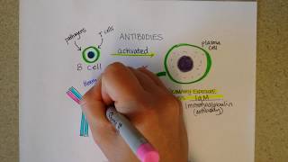 Immunoglobulins  Structure and Types of Antibodies Part 1 [upl. by Brecher]