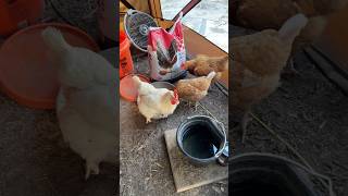 My chickens live in a tent poultryfarming [upl. by Norak]