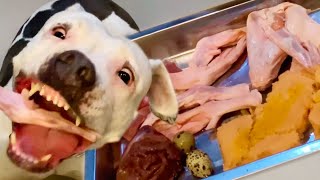 nomy The Dog eats🍖🦐🐟🦆RAW FOOD ASMR MUKBANG 犬が生の肉を食べる咀嚼音 REAL DOG FOOD  OCT222023 EP dogasmr [upl. by Claudina]