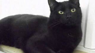 Adopt a Black Cat Today [upl. by Neelac]