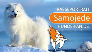 ► Samojede 2020 Rasse Aussehen amp Charakter [upl. by Innek413]