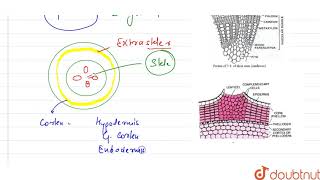 What is periderm How does periderm formation take place in dicot stem  11  ANATOMY OF FLOWE [upl. by Siuqaj]