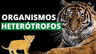 ¿Qué son los organismos heterótrofos y cuáles son sus características Ejemplos🐯 [upl. by Anilahs645]