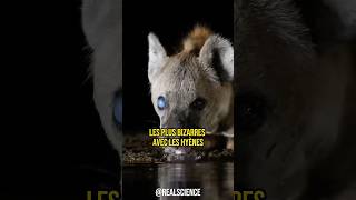 LES FEMELLES HYÈNES ONT UN PETIT TRUC EN PLUS  💀 animals nature hyena [upl. by Anevad]