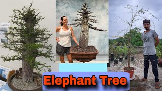 Operculicarya Decaryi Care Guide Tips for Growing Madagascar Jewel  elephant tree  jabily [upl. by Piscatelli]