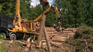 3 Leistungen alpiner Böden Waldböden schützen den Schutzwald [upl. by Meuse]