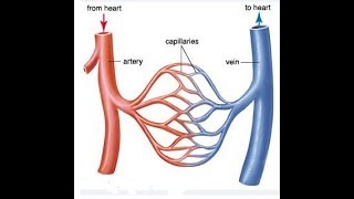 Arteries Veins and Capillaries best Comparison PART 1 [upl. by Ransom]