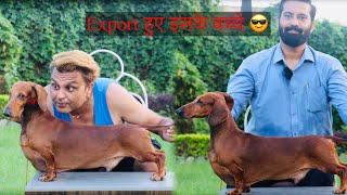 Export Quality क्या होती है देख लो😎 Dachshund Dog Breed Facts 😎By Dr Himanshu Vyas Ethical Breeder [upl. by Odom]