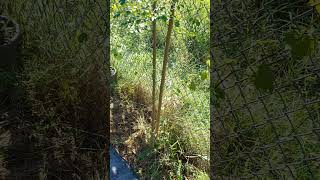 Moringa tree growing fast moringatree moringa trees short [upl. by Georgine]