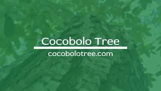 PLANTANDO ARBOLES COCOBOLO [upl. by Hauhsoj]