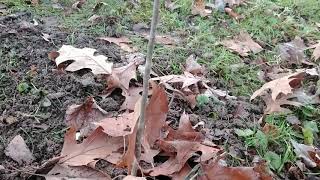 American hop hornbeam Ostrya Virginiana a small but impactful tree [upl. by Lakym]