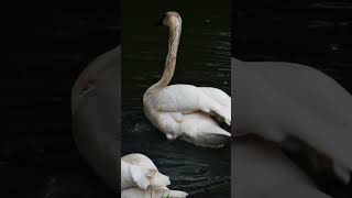 Baby Trumpeter Swans  Blank Park Zoo zoo wildlife animals [upl. by Ardnohs676]