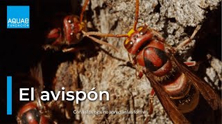 El AVISPÓN EUROPEO un INSECTO con CINCO OJOS capaz de distinguir la INTENSIDAD de la LUZ [upl. by Bernadene]