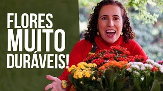 FLORDAFORTUNA Calandiva  DICAS DE CULTIVO  Nô Figueiredo [upl. by Kimitri564]