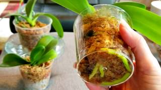 Reasons why to convert orchids to media from water culture advise on moss and bark media [upl. by Ynohtnaleahcim770]