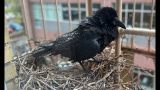 Raven Nest Live Cam [upl. by Iline39]