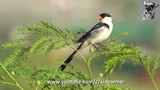 Bird Call amp Song Male PINTAILED WHYDAH [upl. by Ardnassac]