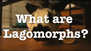 What are Lagomorphs [upl. by Akedijn]