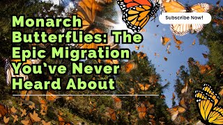 Monarch Butterflies The Epic Migration You’ve Never Heard About [upl. by Curt567]