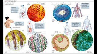 Istologia i 4 tessuti fondamentali per il test di Medicina [upl. by Mikael]