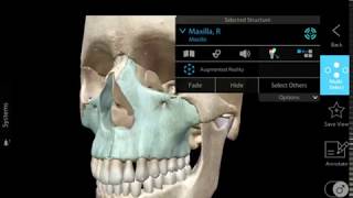 Anatomy of the Maxillae and Occipital Bone [upl. by Richie864]