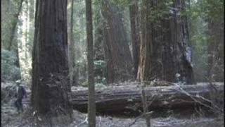 A Summary Of Our Old Growth Redwoods [upl. by Aititil590]