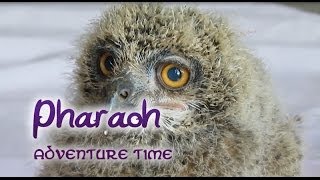 Pharaoh the eagle owl  Adventure Time [upl. by Ailuj]