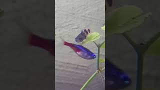 Bumblebee Goby Brachygobius xanthozonus judging his tankmates while resting on a pennywort leaf [upl. by Annaer113]