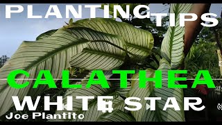 HOW TO PROPAGATE CALATHEA WHITE STAR PLANT CARE PLANTING TUTORIAL TIPS [upl. by Gautious]