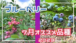 ブルーベリー７月収穫おすすめ品種（ラビットアイ2023版） [upl. by Karlise]