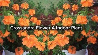 How To Grow Crossandra Flower At IndoorTips FlowersloversChannel [upl. by Theran]