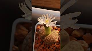 Литопс lithops цветет plants суккуленты [upl. by Canute]