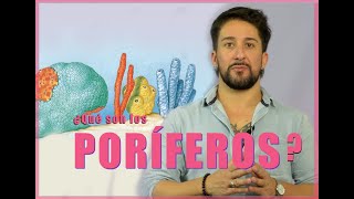 ¿Qué son los poríferos [upl. by Gruber]