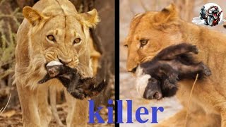 5 times lion kill and eat honey badger [upl. by Melan]