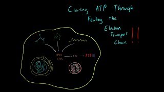 How Cells Produce ATP from Carbohydrates Proteins and Lipids MCAT Biochemistry Metabolism [upl. by Esineg252]