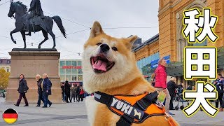 AKITA INU  Japanese Dog Exploring The City Of Hannover  Sightseeing With Yuki  秋田犬 [upl. by Euhc]