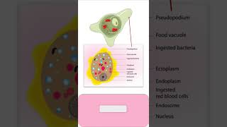 TROPHOZOITE of ENTAMOEBA HISTOLYTICA parasitology pathology microbiology medicalmicrobiology [upl. by Eihcir837]