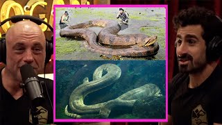 Whats The BIGGEST Anaconda Ever  Joe Rogan amp Paul Rosolie [upl. by Lamprey]